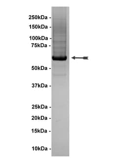 Eurofins DiscoverX Akt1/PKB Protein, Unactive 50 &mu;g | Buy Online | Eurofins DiscoverX | Fisher Scientific